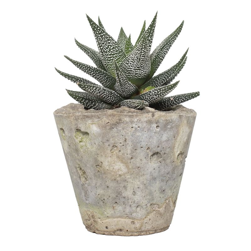 Haworthia (Haworthia spp.)