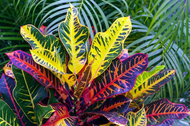 Croton (Codiaeum variegatum)