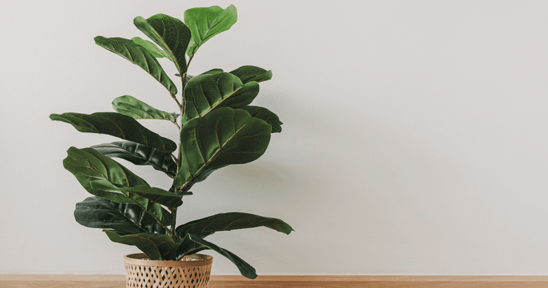 Fiddle Leaf Fig