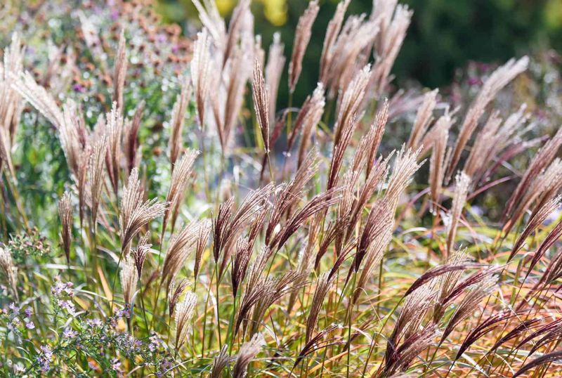 Silvergrass (Miscanthus)