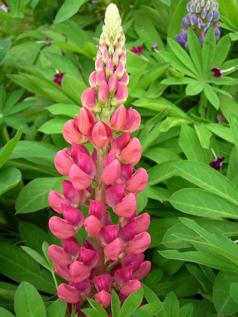 Pink Lupine