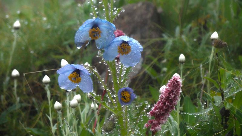 Himalayan Blue Poppy