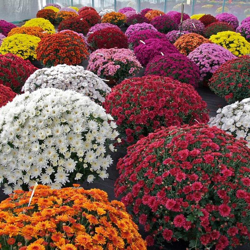 Chrysanthemum