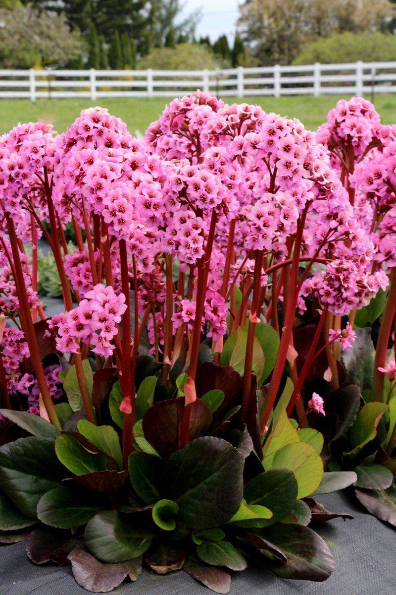 Bergenia