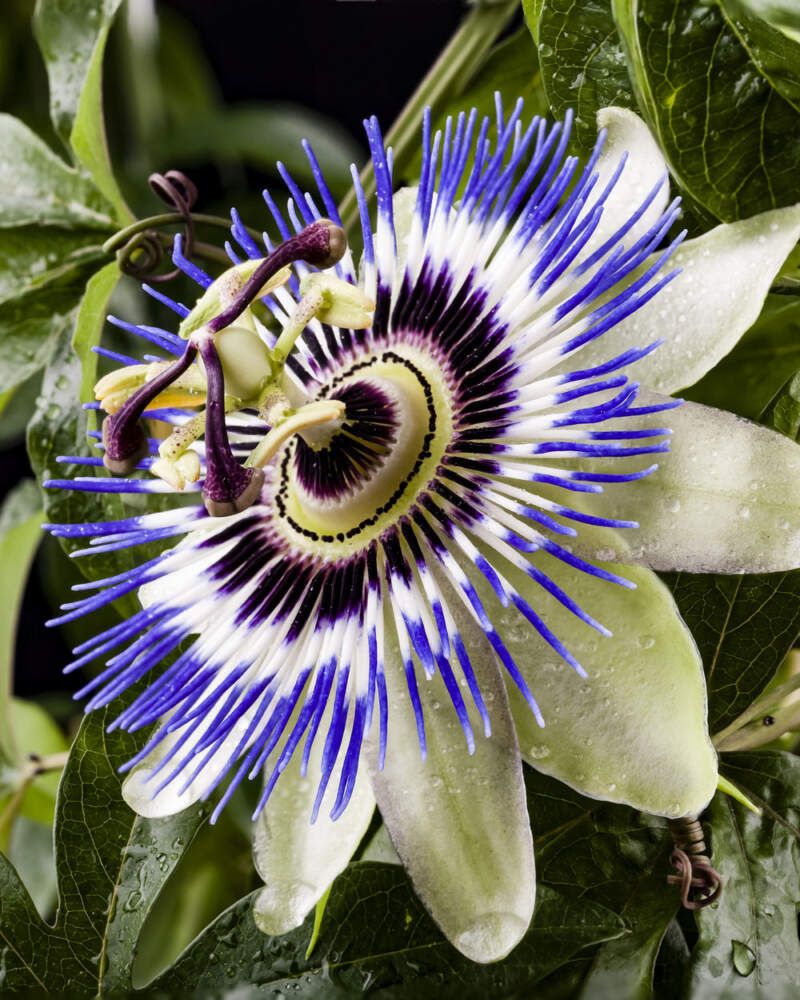 Passionflower