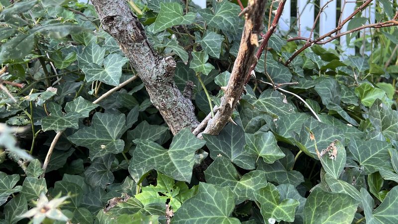 English Ivy (Hedera helix)
