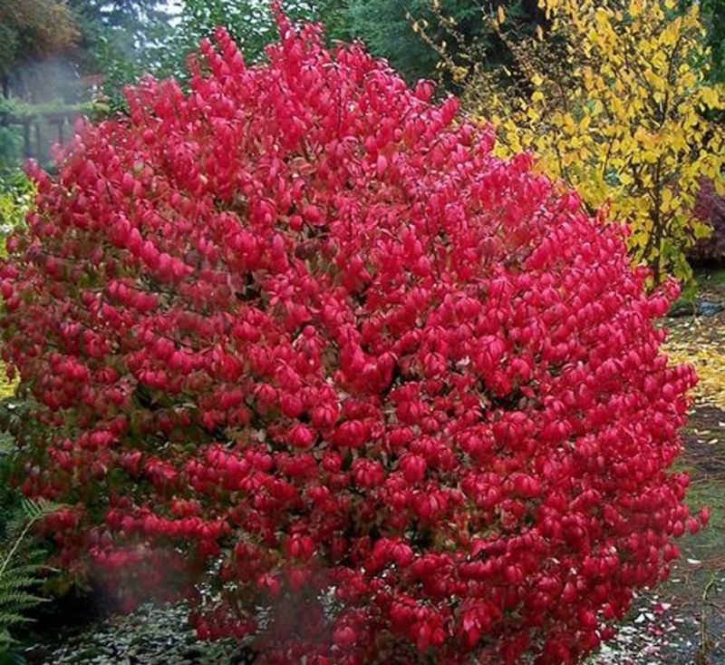 Burning Bush (Euonymus alatus)