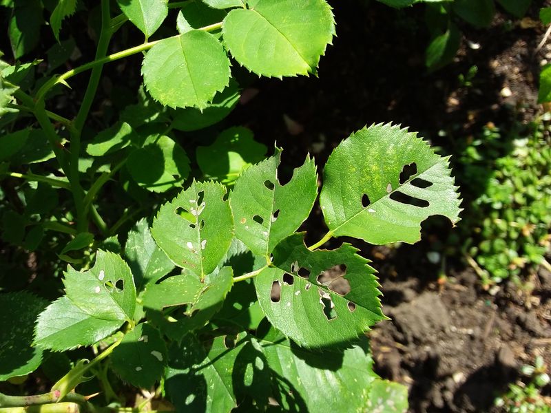 Rose Slugs: Deceptive Leaf Munchers