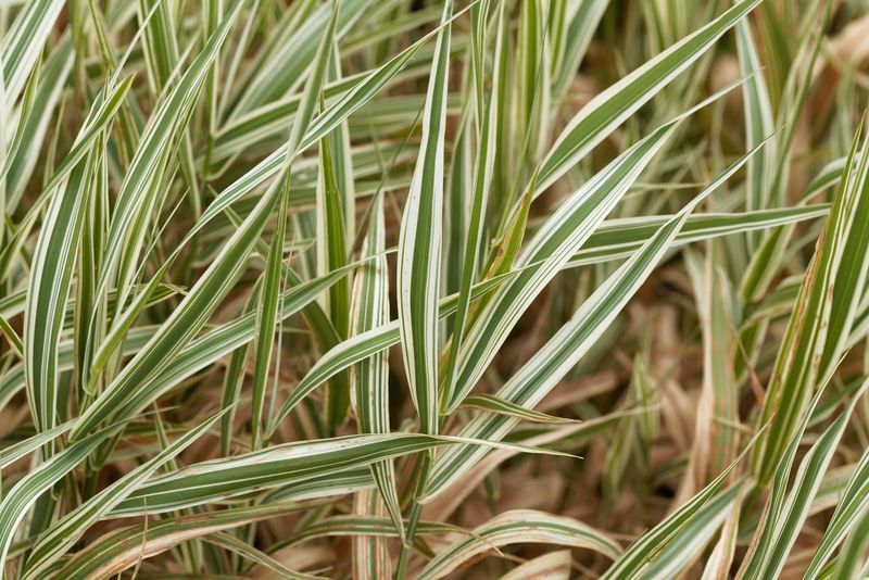 Ribbon Grass (Phalaris arundinacea)