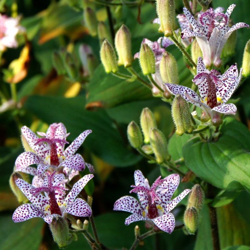 Toad Lily