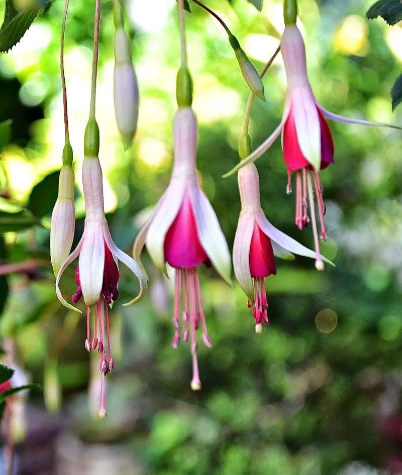Hardy Fuchsia