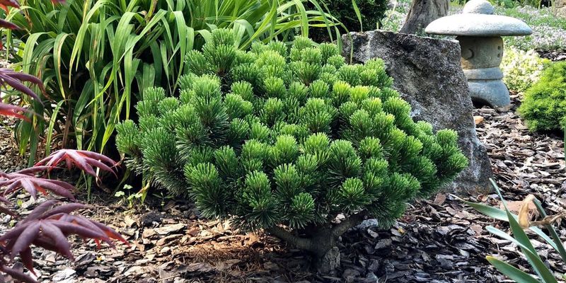 Dwarf Mugo Pine