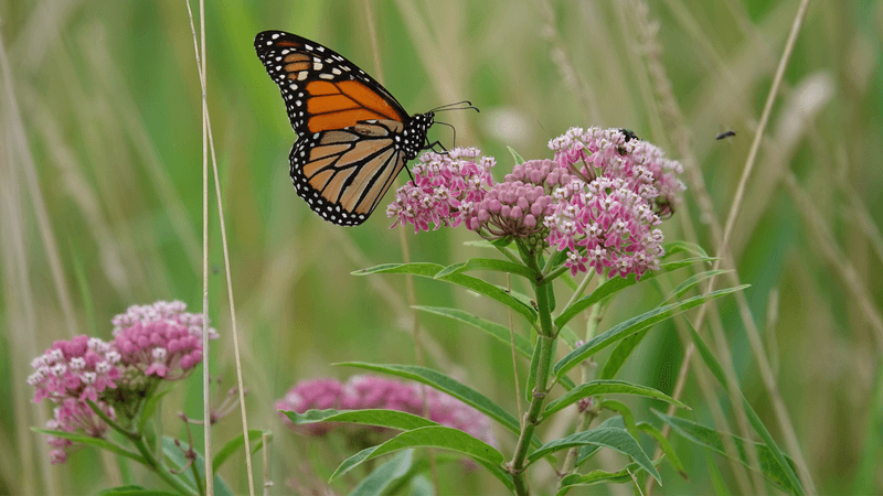 Swamp Milkweed
