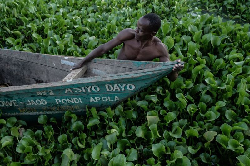 Water Hyacinth