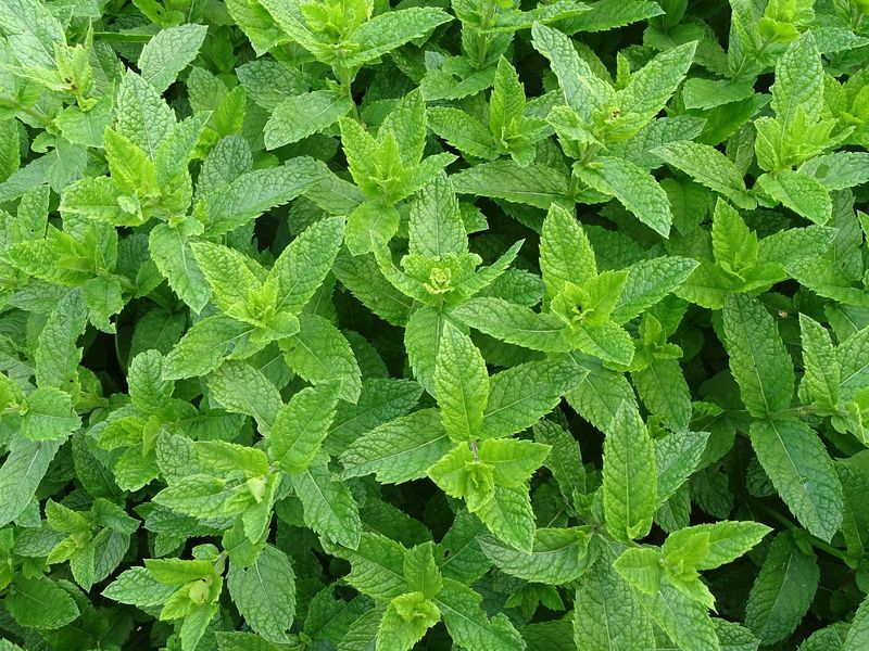 Mint (Mentha)