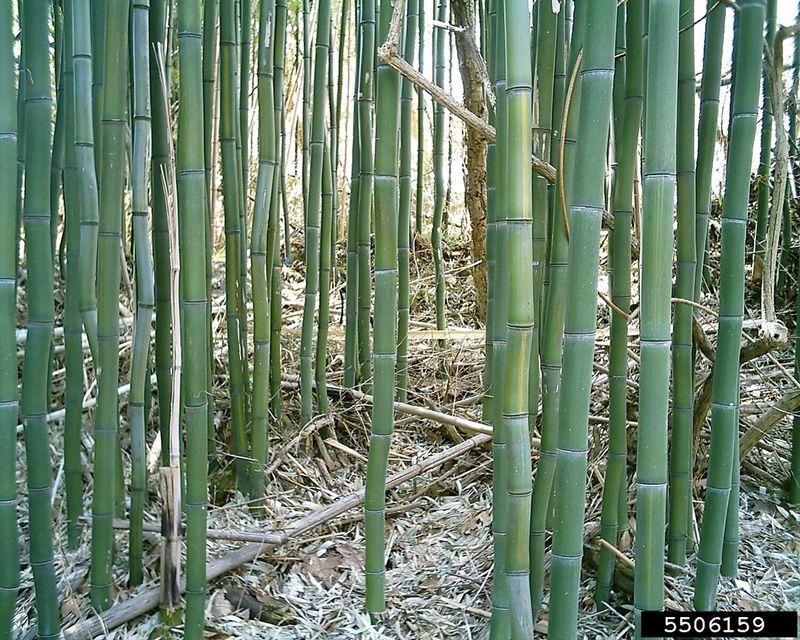 Bamboo (Phyllostachys spp.)
