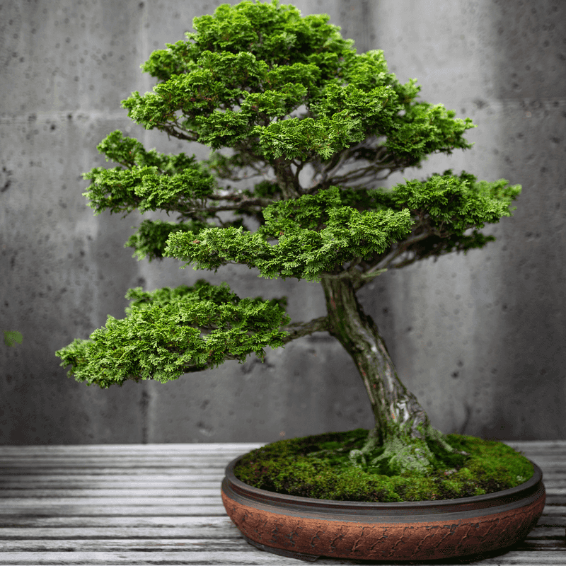 Bonsai Tree