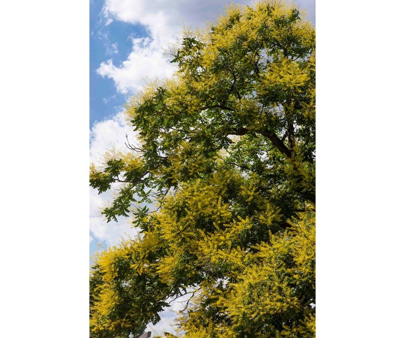 Golden Rain Tree