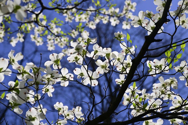 Dogwood (Cornus florida)
