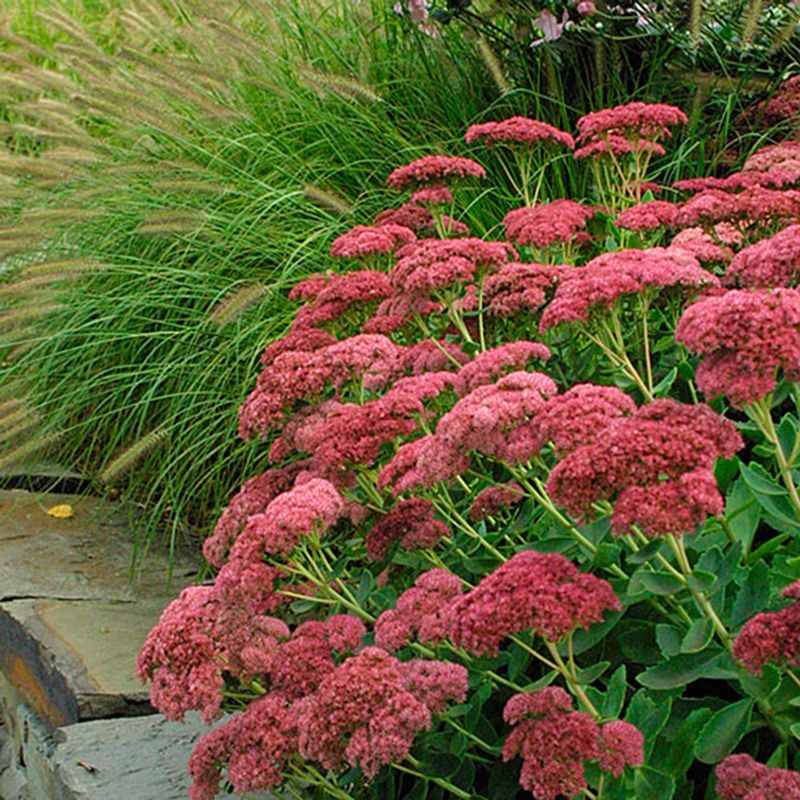 Sedum ‘Autumn Joy’ (Stonecrop)