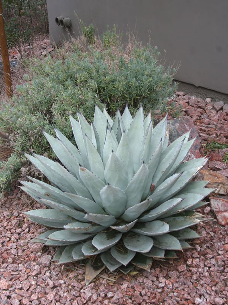 Agave (Agave americana)