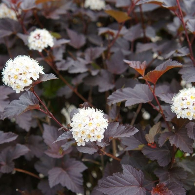 Ninebark ‘Diablo’ (Physocarpus opulifolius)