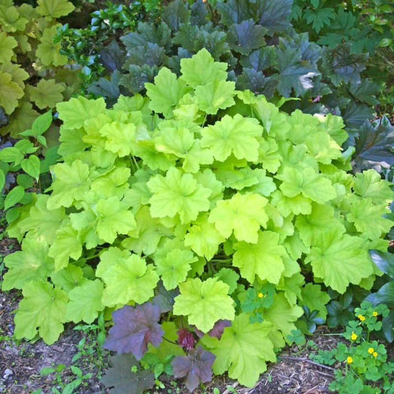 Chartreuse Coral Bells
