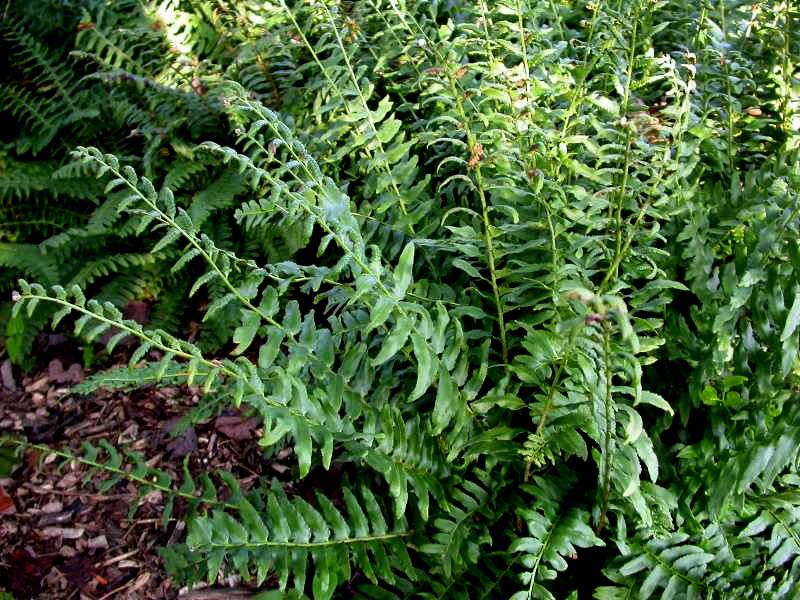 Christmas Fern