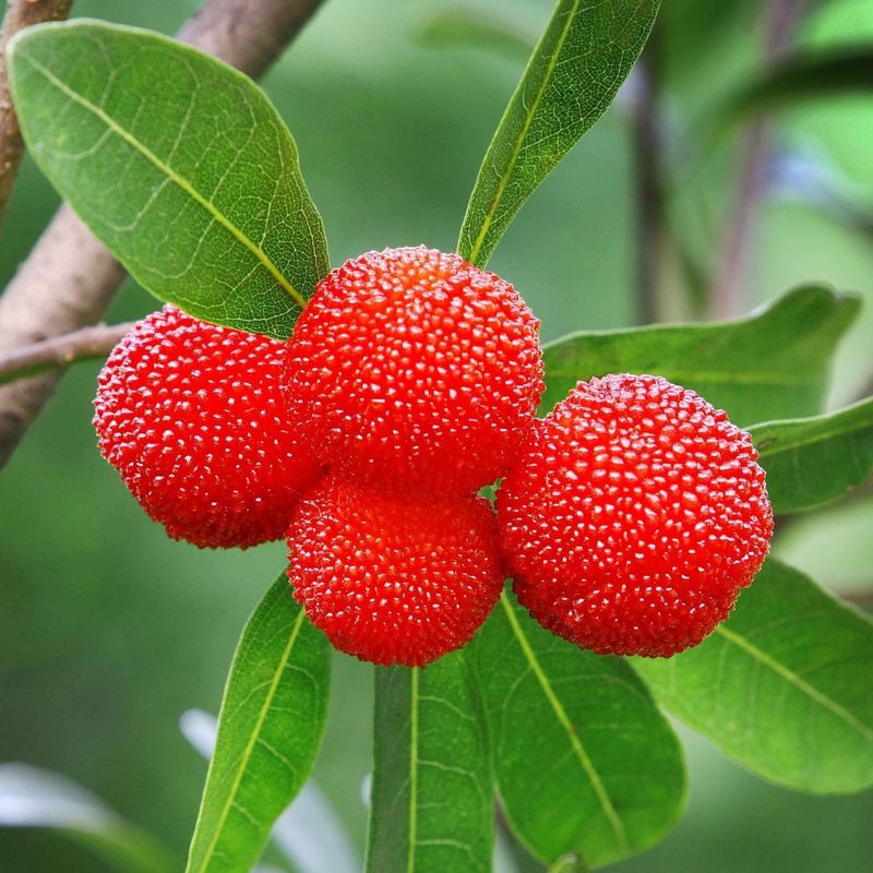 Bayberry (Myrica pensylvanica, red-berried type)
