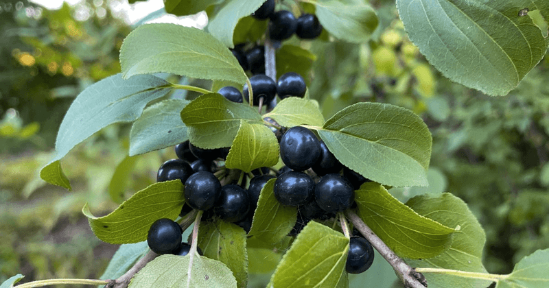European Buckthorn (Rhamnus cathartica)