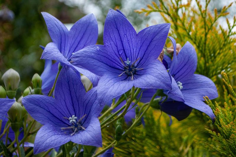 Balloon Flower