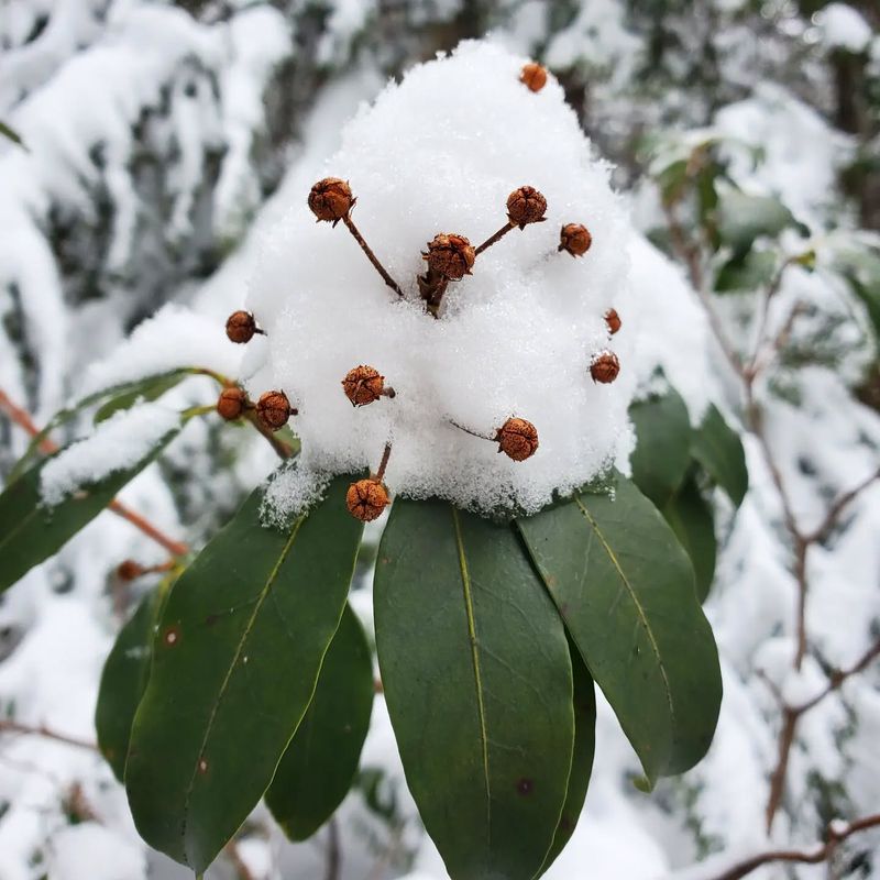 Mountain Laurel