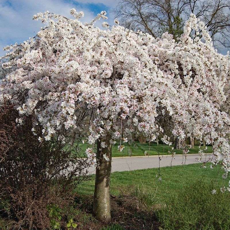 Weeping Cherry