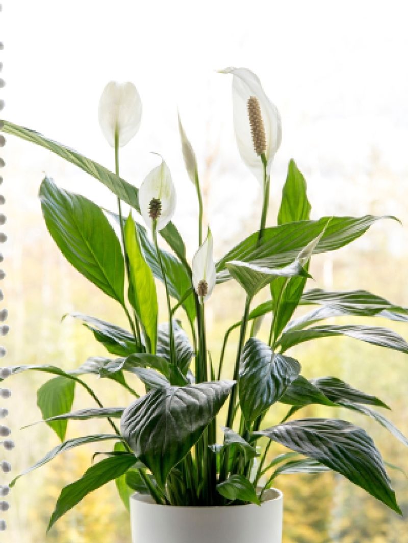 Peace Lily