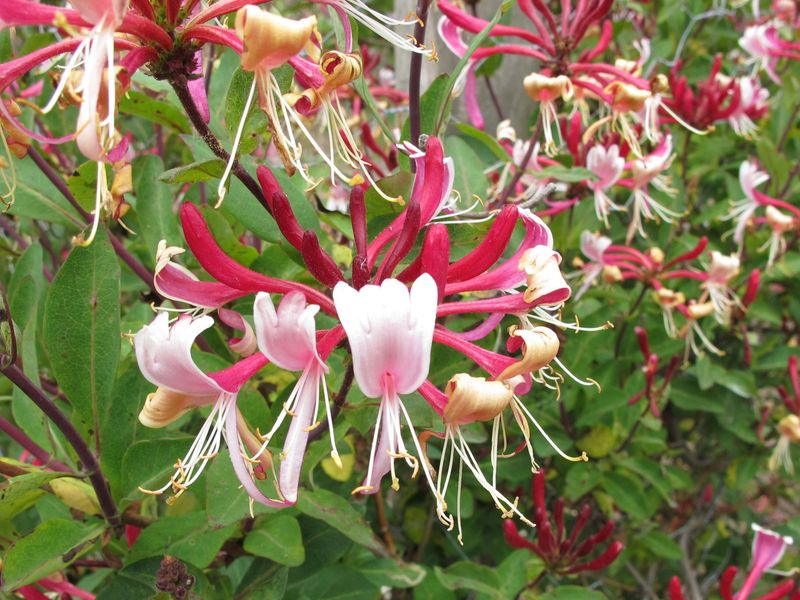 Honeysuckle