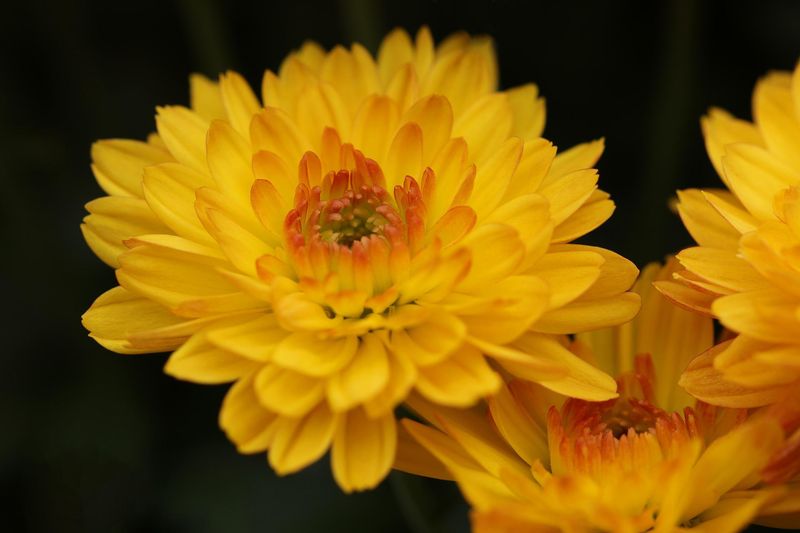 Chrysanthemum
