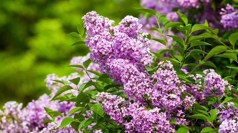 Lilac (Syringa vulgaris)