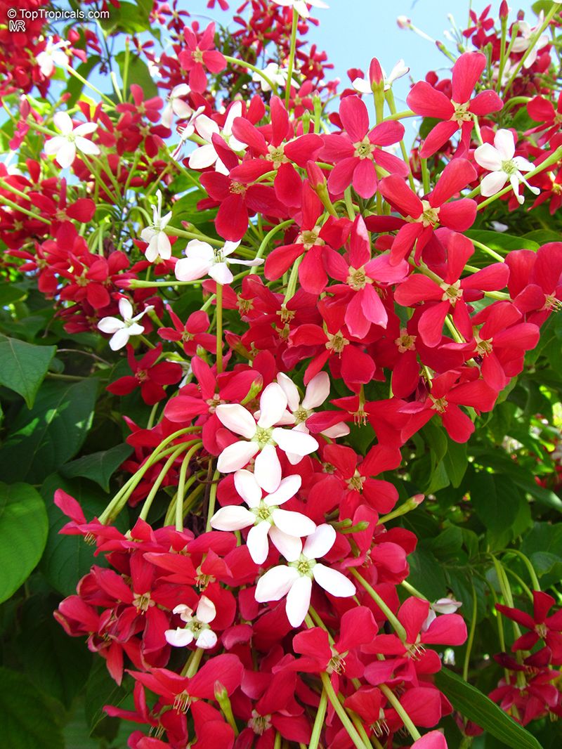 Rangoon Creeper (Quisqualis indica)