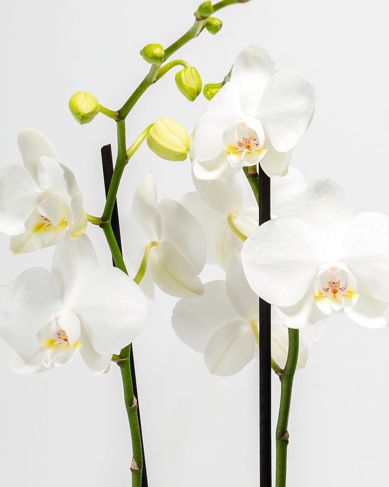 Phalaenopsis Orchid (White variety)