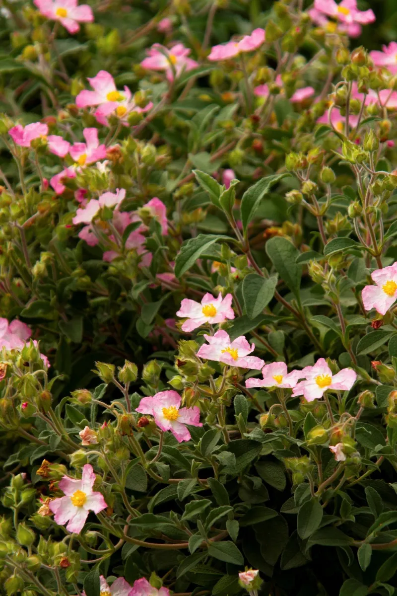 Rockrose