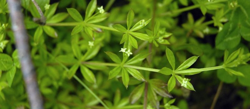 Cleavers (Galium aparine)