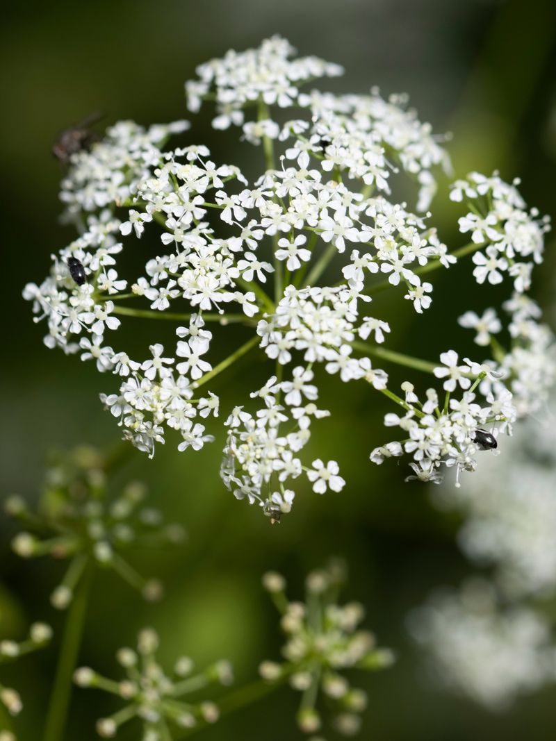 Poison Hemlock (Conium maculatum)