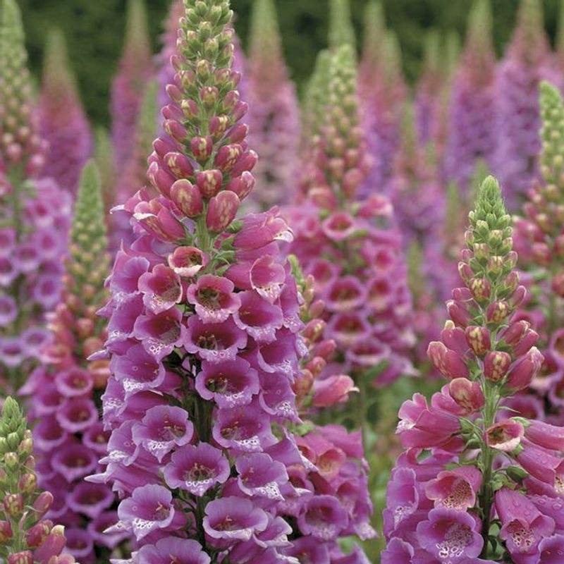 Foxglove
