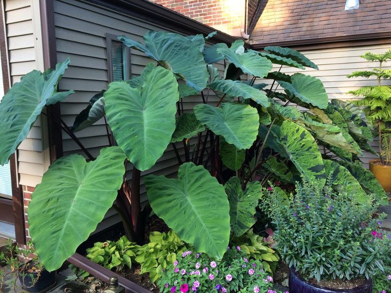 Elephant Ear