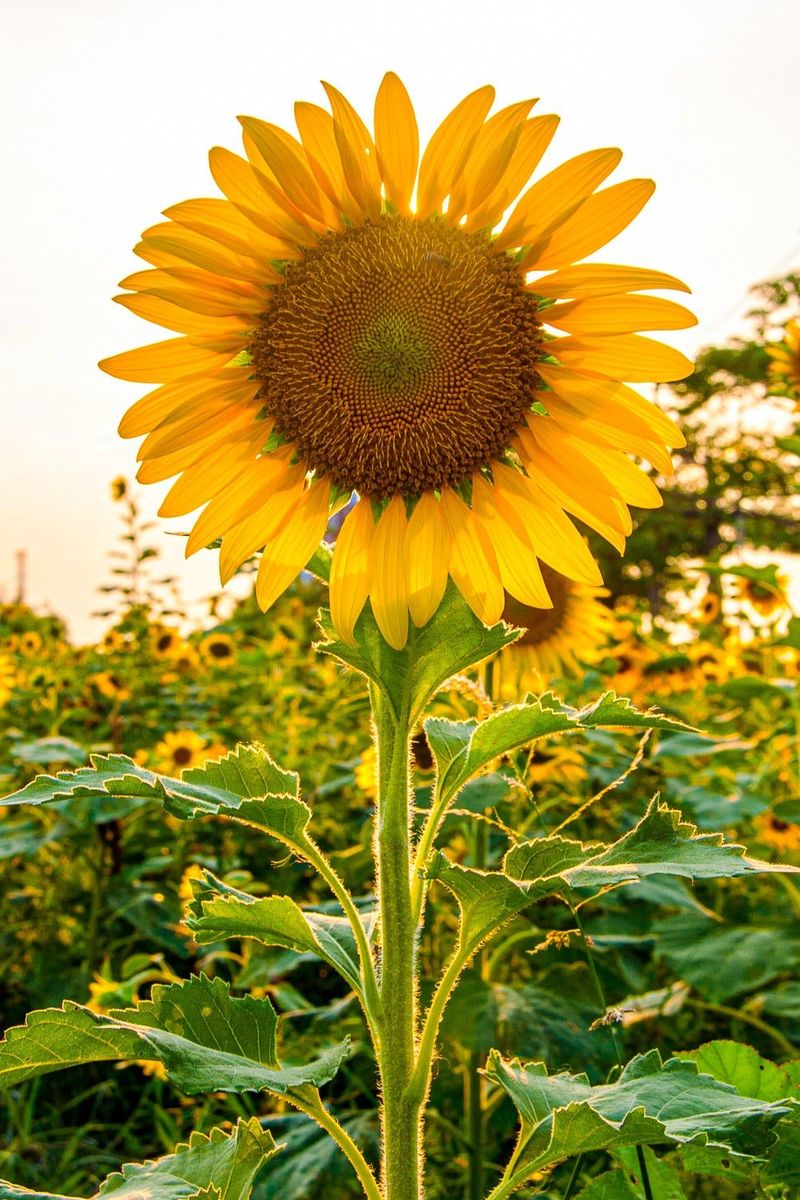 Sunflower