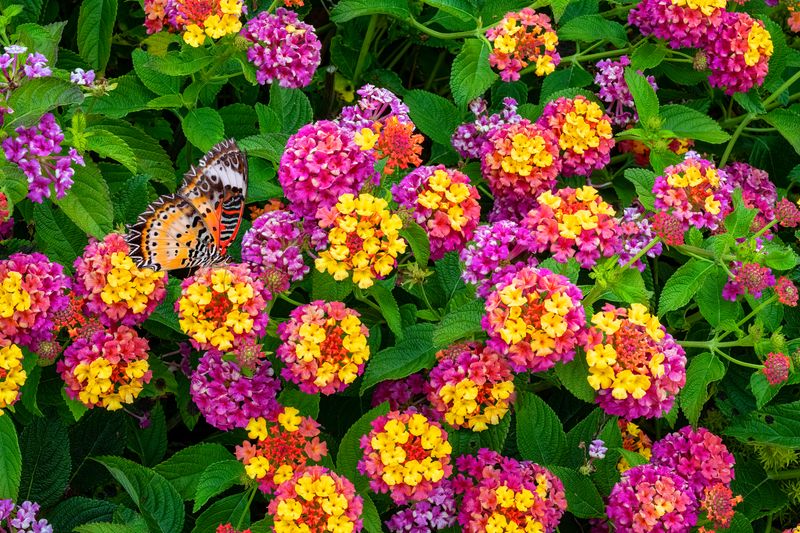 Lantana (Lantana camara)