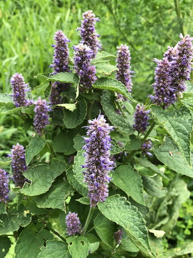 Anise Hyssop (Agastache foeniculum)