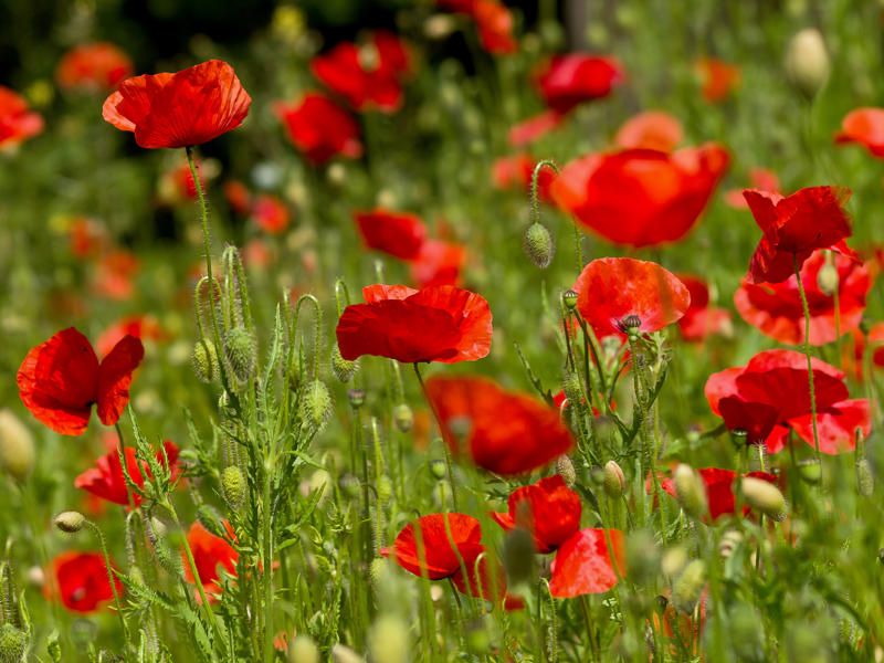 Poppies (Papaver spp.)