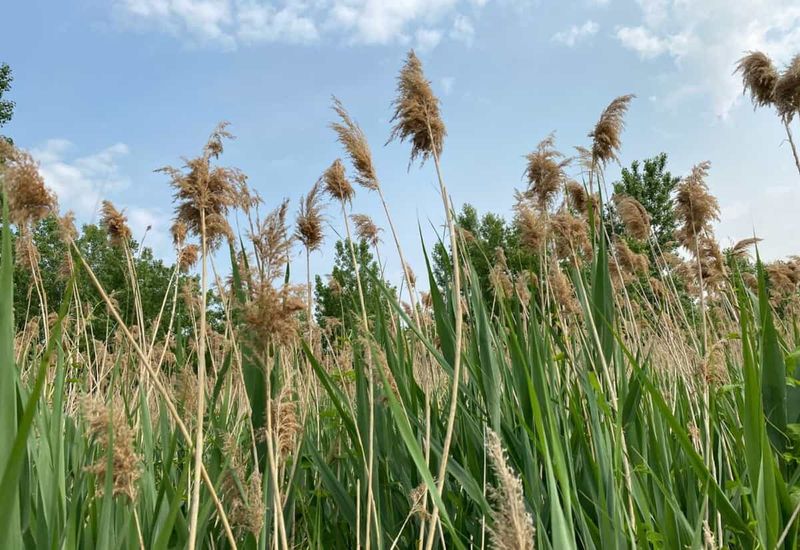 Common Reed (Phragmites australis)