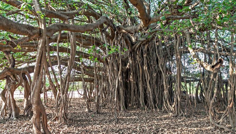 Banyan Tree